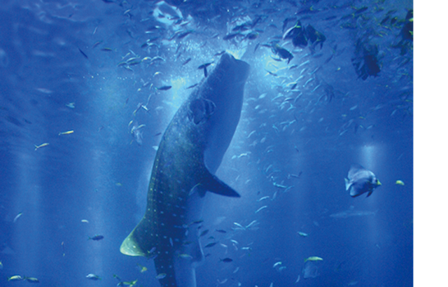 のとじま水族館